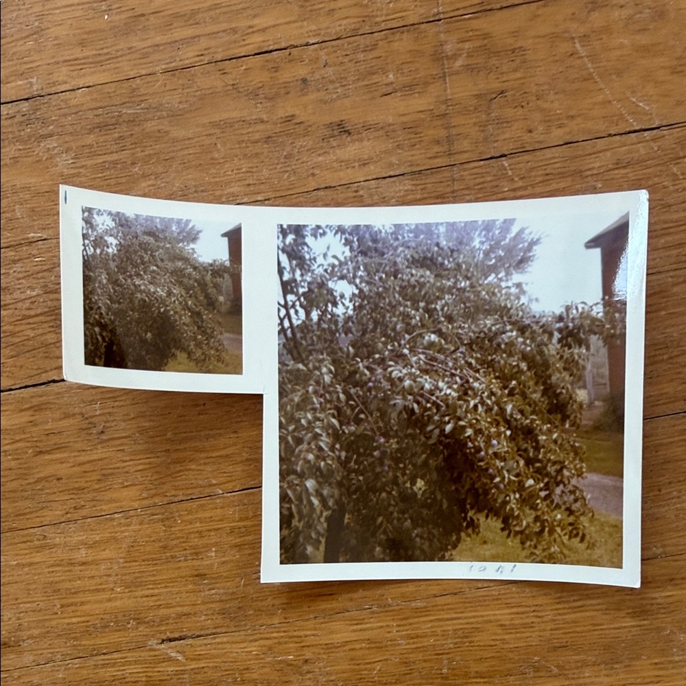 Vintage Photo Collection - Picture 10 of 11